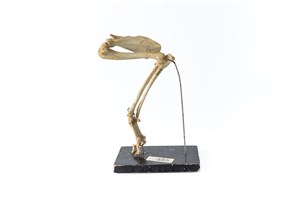 Image description is not available for 1997.1.3